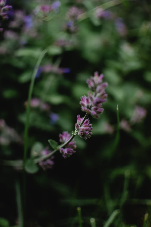 紫色的小花在转移镜头 · 免费素材图片