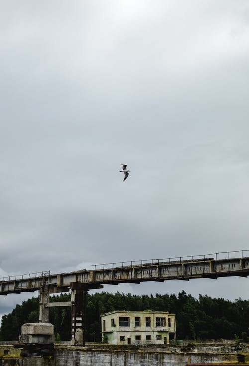 黑鸟飞过桥 · 免费素材图片