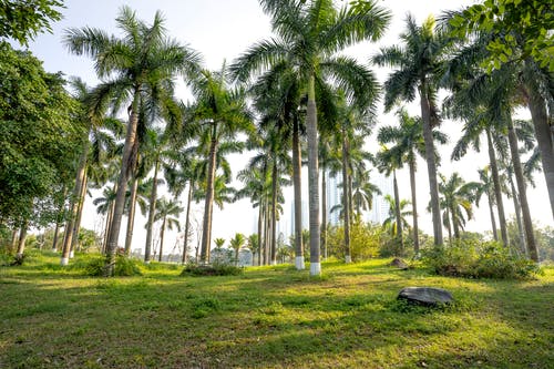 有关不变, 休息, 公园的免费素材图片