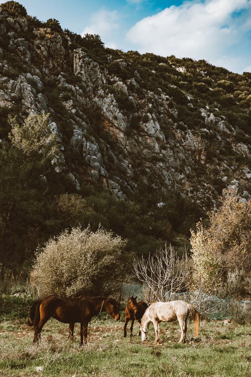 有关动物, 动物摄影, 吃草的免费素材图片