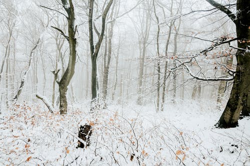 有关光秃秃的树木, 公园, 冬季的免费素材图片