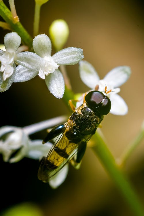 白花上的黑色和黄色蜜蜂 · 免费素材图片