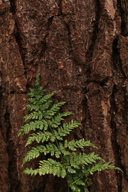 有关原本, 吠, 垂直拍摄的免费素材图片