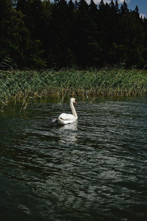 白天鹅在水面上 · 免费素材图片