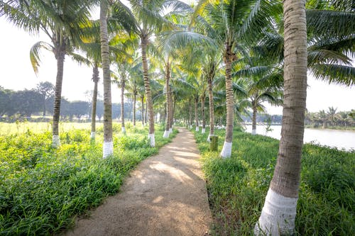 有关人行道, 公园, 和平的的免费素材图片