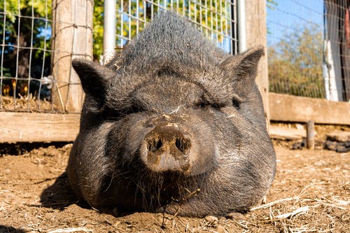 有关休息, 动物, 动物摄影的免费素材图片