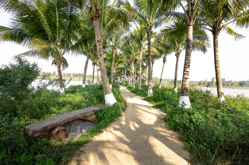 有关人行道, 公园, 冷静的免费素材图片