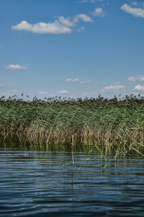 绿草在水面上 · 免费素材图片