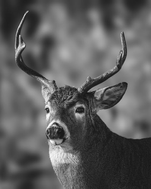 鹿头的灰度照片 · 免费素材图片