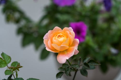 有关优雅, 工厂, 植物群的免费素材图片