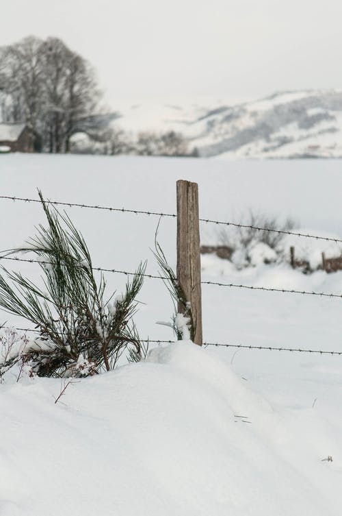 有关冬季, 冷, 冷冰的的免费素材图片