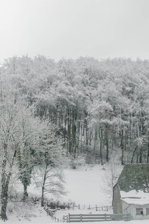 有关下雪的, 下雪的天气, 光秃秃的树木的免费素材图片
