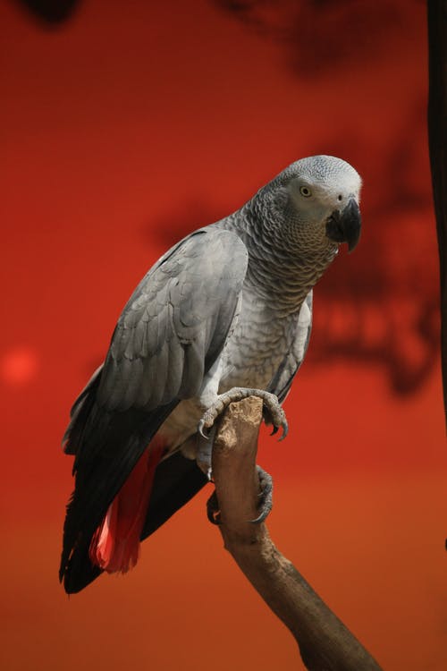 有关分公司, 刚果非洲灰鹦鹉, 动物的免费素材图片