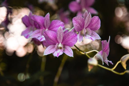有关模糊的背景, 紫色兰花, 绽放的花朵的免费素材图片