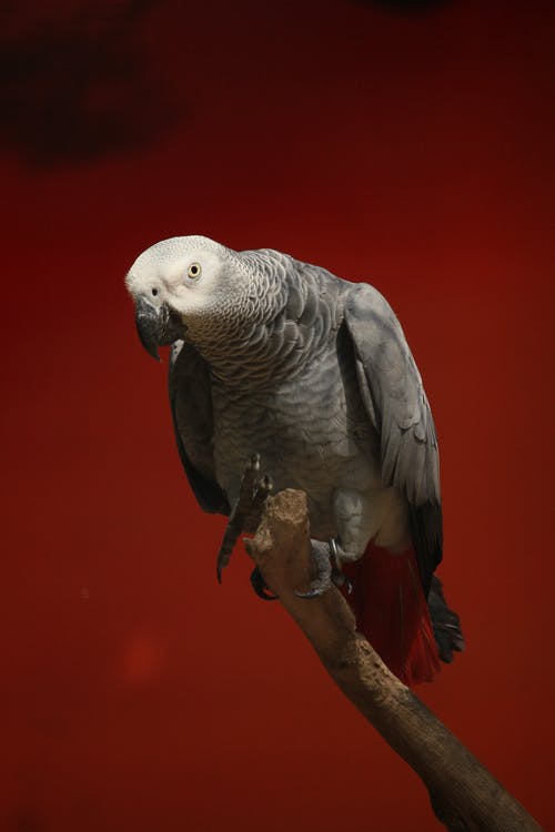 有关分公司, 刚果非洲灰鹦鹉, 动物的免费素材图片
