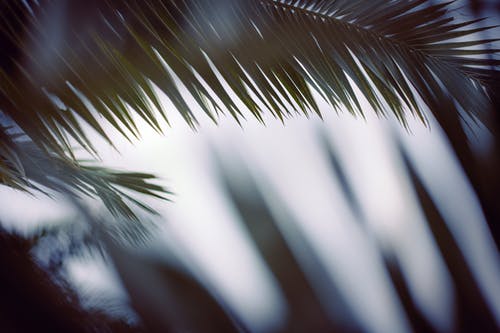 有关棕榈树叶, 模糊的背景, 特写的免费素材图片