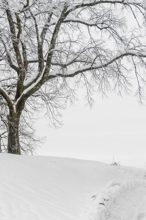 有关下雪的, 冬季, 冷的免费素材图片