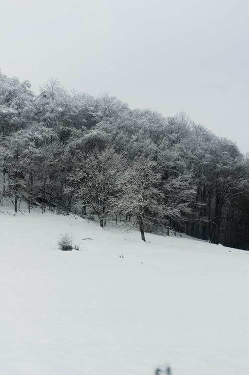 有关冬季, 冷, 冷冰的的免费素材图片