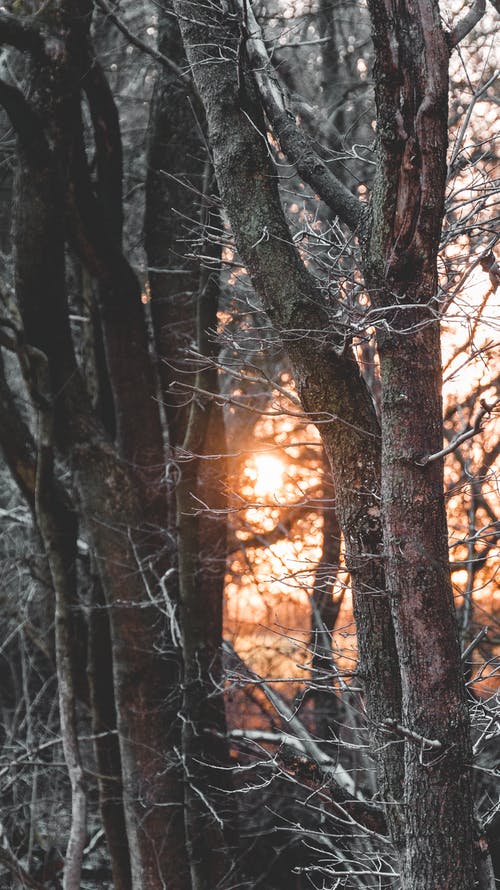有关不变, 光, 分公司的免费素材图片