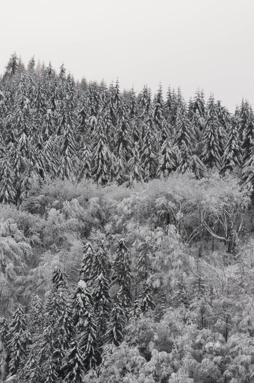 有关下雪的, 冬季, 冷的免费素材图片