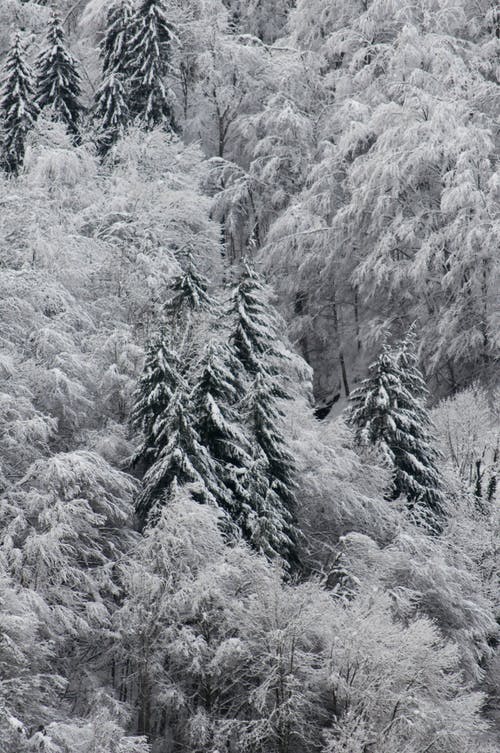 有关下雪的, 冬季, 冷的免费素材图片