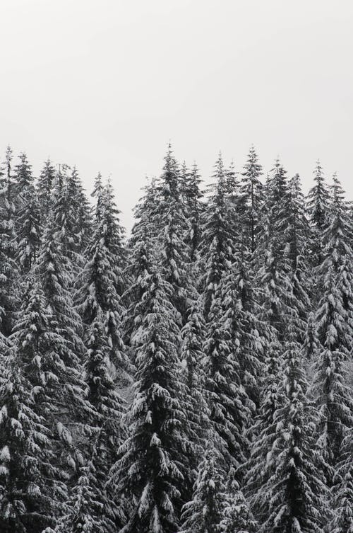 有关下雪的, 冬季, 冷的免费素材图片