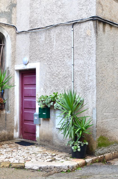 绿色植物旁边的紫色木门 · 免费素材图片