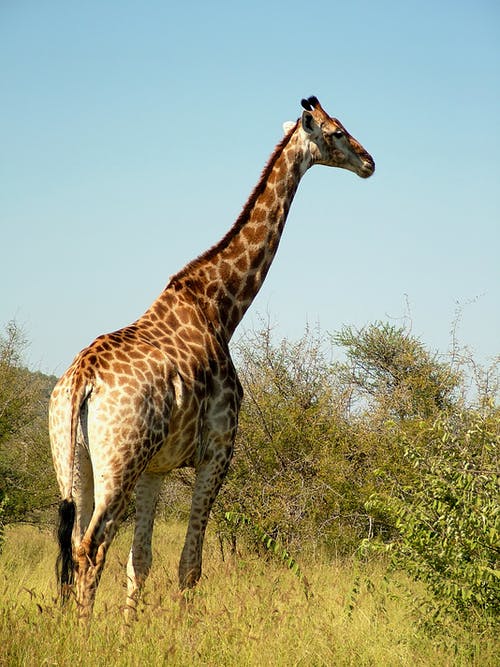 有关公园, 动物, 和平的的免费素材图片