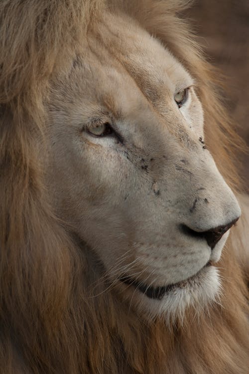 有关凝视, 动物, 危险的免费素材图片