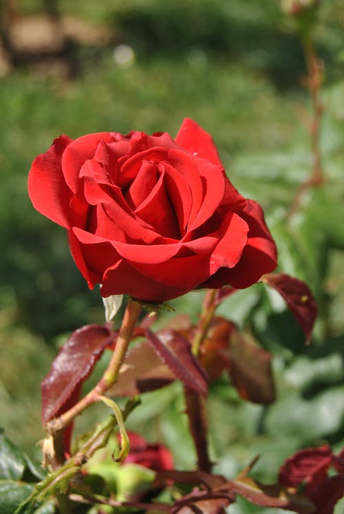 有关垂直拍摄, 工厂, 植物群的免费素材图片