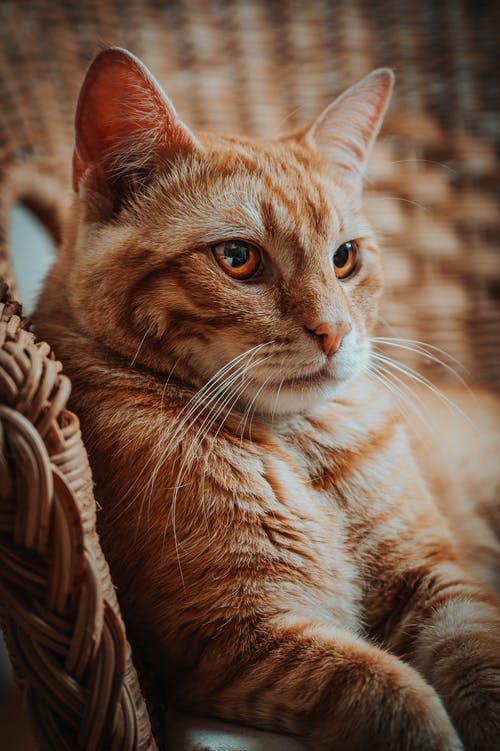 橙色的虎斑猫在棕色柳条篮子里 · 免费素材图片