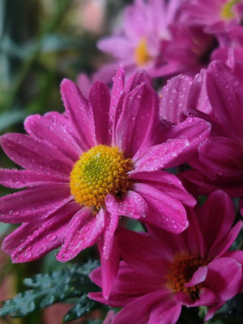 有关植物群, 水滴, 特写的免费素材图片