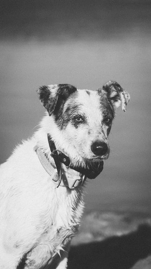 有关bw, 休息, 伴侣的免费素材图片