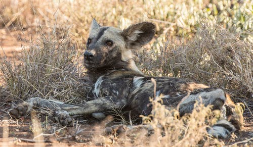 有关乾的, 冷静, 动物的免费素材图片