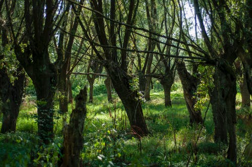 有关充满活力, 冷静, 分公司的免费素材图片