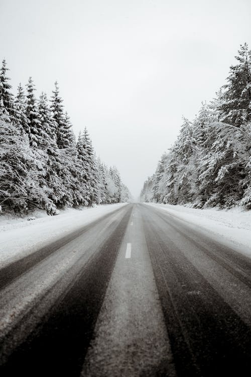 树木之间的积雪的道路 · 免费素材图片