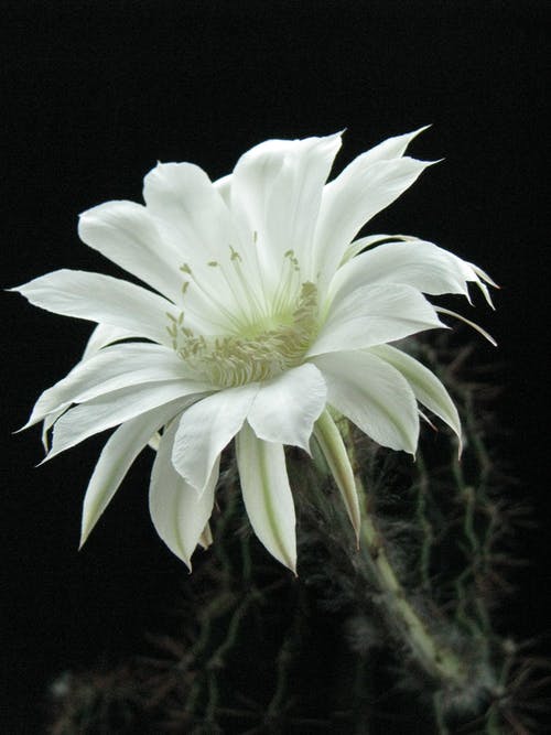 有关垂直拍摄, 增長, 夜间开花的蜡状的免费素材图片