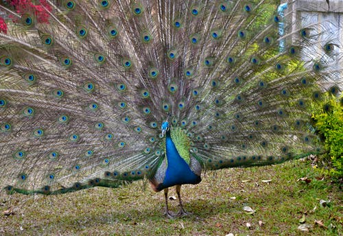 有关动物, 动物摄影, 孔雀的免费素材图片