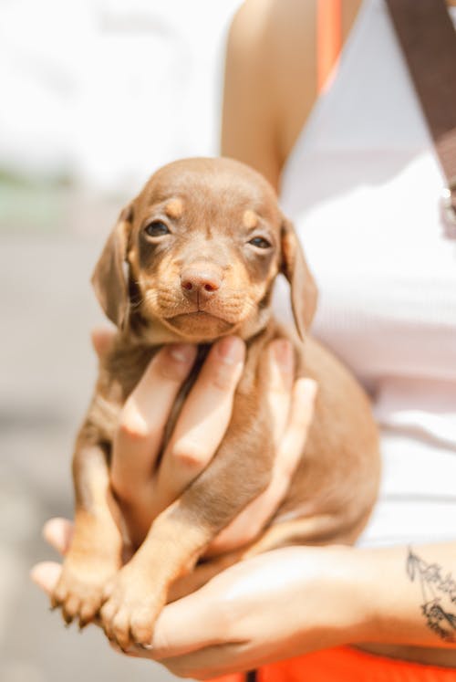 有关一起, 不露面, 伴侶的免费素材图片
