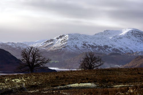 有关乾枯, 光秃秃的树木, 大雪覆盖的免费素材图片