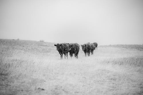 有关动物摄影, 单色, 奶牛的免费素材图片