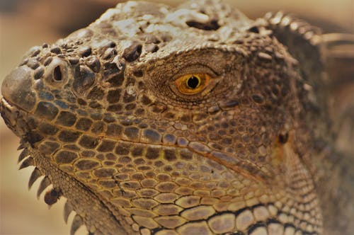 有关动物, 动物摄影, 景深的免费素材图片