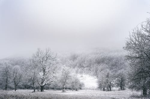 有关壁纸, 大雪覆盖的草, 有雾的免费素材图片