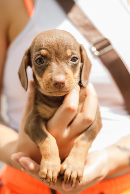 有关一起, 不露面, 伴侣的免费素材图片