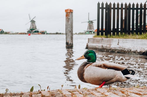 有关水禽, 水鸟, 特写的免费素材图片