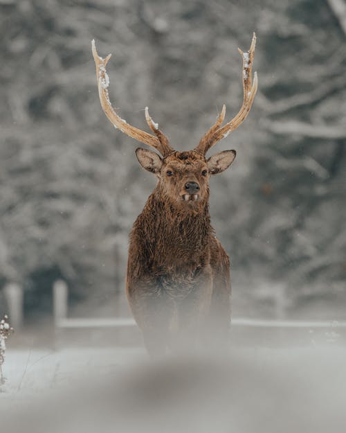 有关凝视, 动物学, 动物的免费素材图片