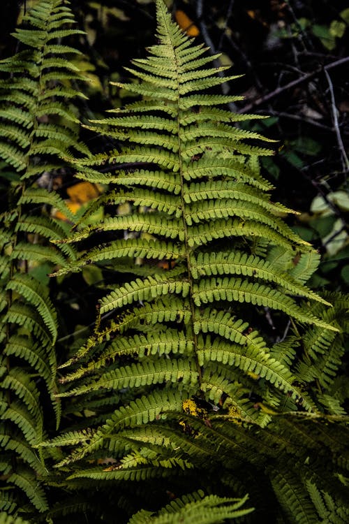有关垂直拍摄, 工厂, 特写的免费素材图片