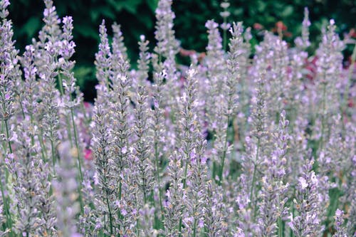 有关增长, 天性, 微妙的免费素材图片