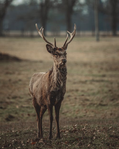 有关乾的, 动物学, 动物的免费素材图片