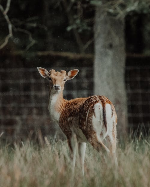 有关乾的, 公园, 动物学的免费素材图片